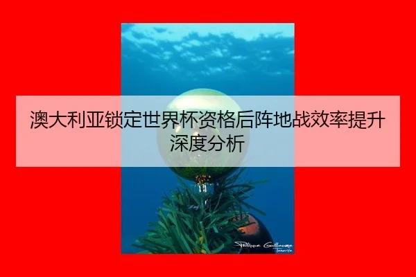 澳大利亚锁定世界杯资格后阵地战效率提升深度分析